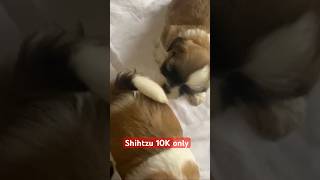 Shihtzu Puppies available for sale shihtzu shorts viralvideo trending dog [upl. by Imeon]