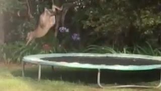 Kangaroo Flips Off Trampoline [upl. by Symer]