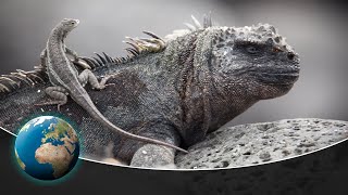 Spectacular Wildlife in the Galapagos Islands [upl. by Zolner153]