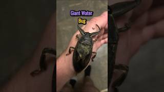 STOP Ignoring the Creepiest Largest Insects You Wont Believe Exist [upl. by Aihsekyw]