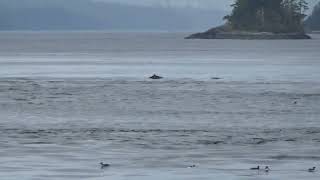 quotDalls Porpoise and surfacing Humpback Whalequot [upl. by Cini]