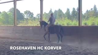 ROSEHAVEN HC KORVER Morgan Gelding For Sale [upl. by Chloette]