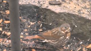 Eastern Fox Sparrow Passerella iliaca iliaca Transylvania County NC [upl. by Oilalue]