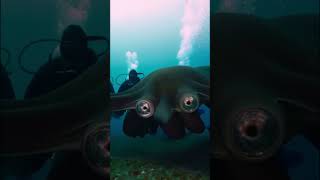 Shocking Giant Alien Squid Discovered by Divers 🦑🌊 GiantSquid OceanExploration [upl. by Lynelle]