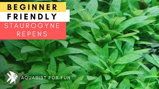 BEGINNER FRIENDLY Aquarium Plant  STAUROGYNE REPENS [upl. by Etty599]