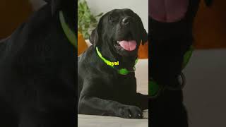 Why Black Labs Were the Most Common [upl. by Tarrsus91]