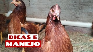 EMBRAPA 051 COM 120 DIAS  COMO FAZER O MANEJO  A POSTURA ESTÃ PRÃ“XIMA [upl. by Liz]