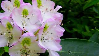 Rosebay Rhododendron Great Smoky Mountains National Park [upl. by Luapsemaj]