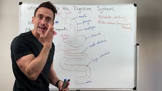 Overview of the Digestive System [upl. by Gosney]