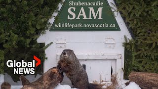 Groundhog Day 2023 Shubenacadie Sam sees her shadow predicts 6 more weeks of winter [upl. by Corena]