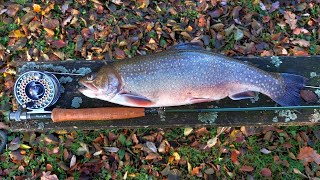 ROCKBOURNE TROUT FISHERY Chasing Spartic Trout [upl. by Nalyak]