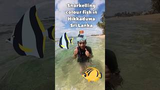 Snorkeling Hikkaduwa Sri Lanka 🇱🇰 snorkelinghikkacolourfish [upl. by Streetman]