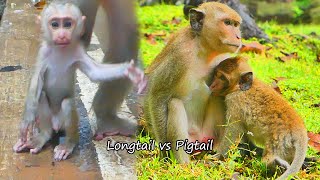 Different monkey lifestyle of Pigtail and Longtail when they look after their children [upl. by Rodrique]