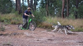 Dog scooter Kostka Mushing Pro amp extreme Australian terrain [upl. by Enyamart906]