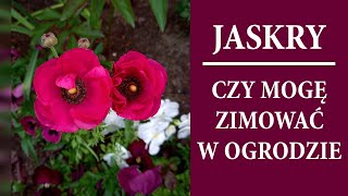 Jak pędzić JASKRY od A do Z  Czy mogę jaskry zimować w ogrodzie JASKIER AZJATYCKI  MrsGarden [upl. by Arimak669]