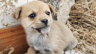 The puppy rescued in the broken house was abandoned by his mother He was too timid and barked [upl. by Aneg]