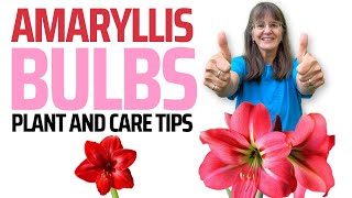 How to Plant and Care for Amaryllis Bulbs  and Get Rid of Houseplant Pests [upl. by Backer401]