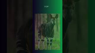 Top 10 Rarest Animals in the Rainforest [upl. by Darcia]