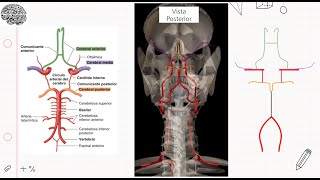 CÍRCULO ARTERIAL DEL CEREBRO  POLÍGONO DE WILLIS [upl. by Nahtaoj]