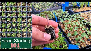 Seed Starting 101  How We Start Seeds  Germinating Seeds Fast  Detailed Lesson  Garden Farm [upl. by Ainesej]