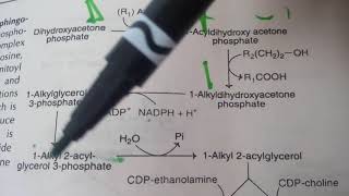 PHOSPHOLIPID SYNTHESIS made easy part 8plasmalogens synthesis [upl. by Eioj]