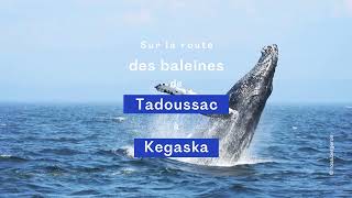 7 jours pour voir les baleines en CôteNord  Bonjour Québec [upl. by Aeslek126]