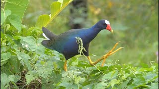 Purple Gallinule in Guatemala [upl. by Dhruv]