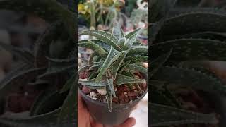 Áloe enano🪴 videos plantas [upl. by Yarased]