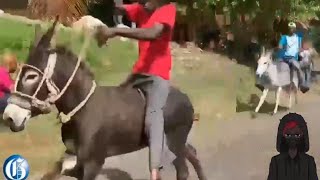 Annual Donkey Racing In Jamaica [upl. by Dayna]