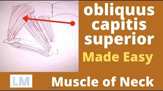 Obliquus capitis superior  Superior oblique  Suboccipital muscle  Obliquus capitis [upl. by Eednil9]