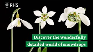 Discover the detailed and diverse world of snowdrops  The RHS [upl. by Qifahs]