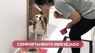 A forma CORRETA de corrigir um COMPORTAMENTO INDESEJADO do seu cão [upl. by Nnawaj]