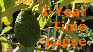 2Year Time Lapse of Avocado Trees Growing and Fruiting [upl. by Mirna604]