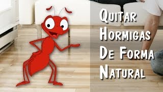 Como Quitar Hormigas de Forma Natural [upl. by Fisch618]