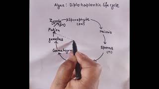 Diplohaplontic life cycle in algae diagram with important points [upl. by Yssac]