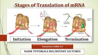 Stages of mRNA Translation  Initiation  Elongation Termination  BS amp MSc [upl. by Roderica]