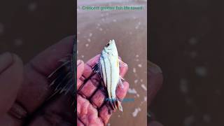 Crescent grunter fish life savedarcadeytshortstrendingfishing fish viralvideorespect nature [upl. by Ellierim]