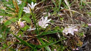 Picturesque Majesty Bog Pimpernels View in the Lake District [upl. by Pandolfi]