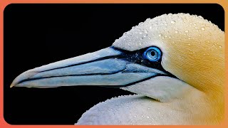 The Gannet Britain’s Biggest Seabird  Gannets  Real Wild [upl. by Newob]