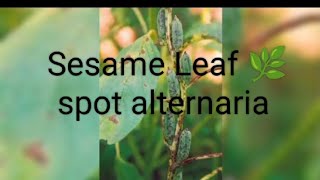 Sesame Alternaria Leaf spot [upl. by Analed551]