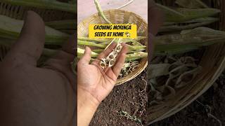 Moringa Seeds Grow at Home 🏡 [upl. by Burrell22]