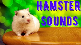 Hamster Sounds [upl. by Idorb]