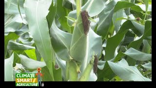 A Fertilizer that boosts your maize yield to 30 bags per acre  Part 1 [upl. by Novy]