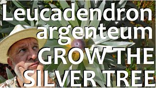 How to Grow Plant and Care for the Silver Tree Leucadendron argentuem [upl. by Anigal]