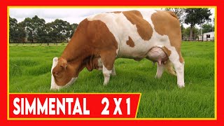 🏆 RAZA SIMMENTAL 🔴 LA DOBLE PROPOSITO POR EXCELENCIA ✅ Vacas Lecheras y Carnicas [upl. by Odella]