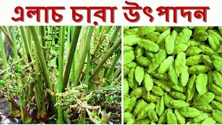 growing cardamom from seed in bangladesh by Krishoker TV [upl. by Haneeja]