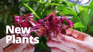 How to add new plants to your aquarium [upl. by Jentoft]