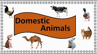 Domestic Animals Name [upl. by Aissat395]