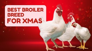 Which type of broiler is the best for christmas Christmas Opportunity [upl. by Fillian377]