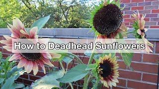 How To Deadhead Sunflowers [upl. by Elleyoj]